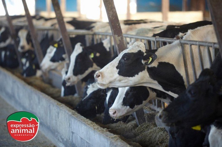 Mamite bovina e a importância da prevenção na saúde e bem estar das