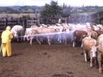 CONTROLE DE MOSCA INSETICIDAS