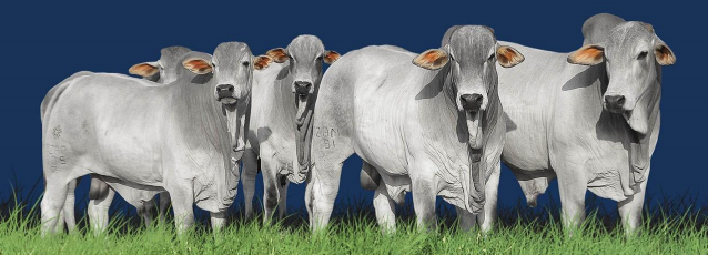 SODOMIA BOVINA TREPAÇÃO DE GADO MACHO