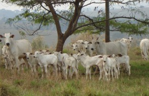 intoxicação bovina