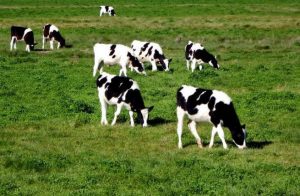 vacas e fertilidade