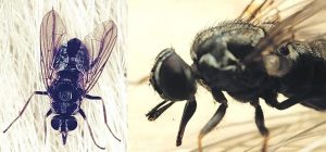 mosca-do-chifre